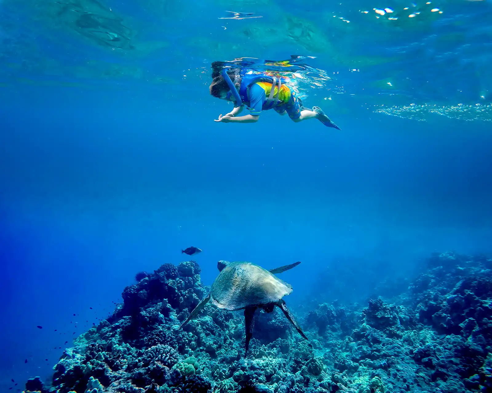 A young boy swims with sea turtles after overcoming his fear of open water