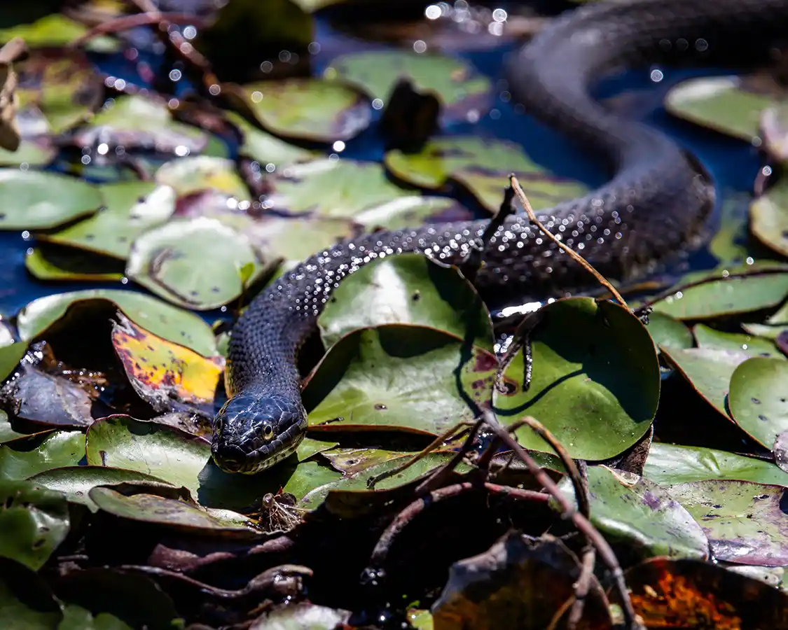 A Northern Watersnake winds through lily pads at H.R. Frink Conservation Area in the Bay of Quinte