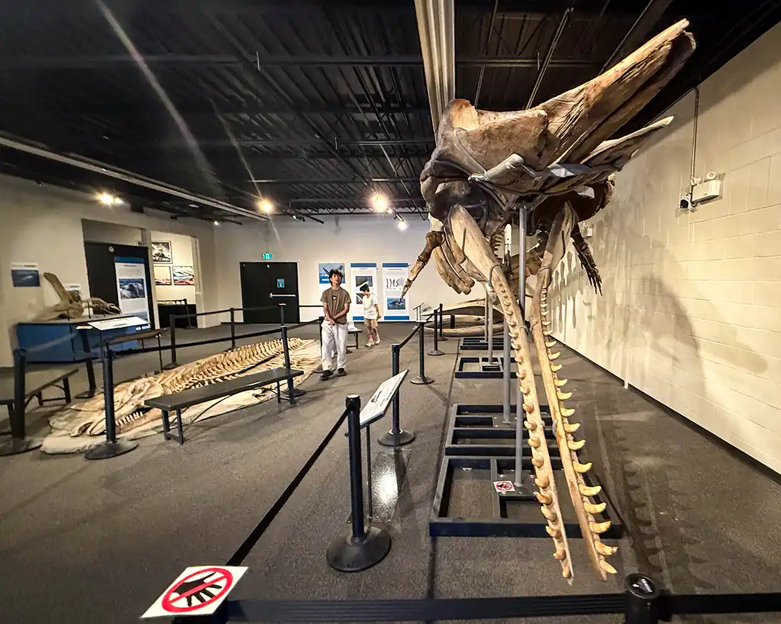 A family walks through a whale exhibit at the Quinte Museum of Natural History