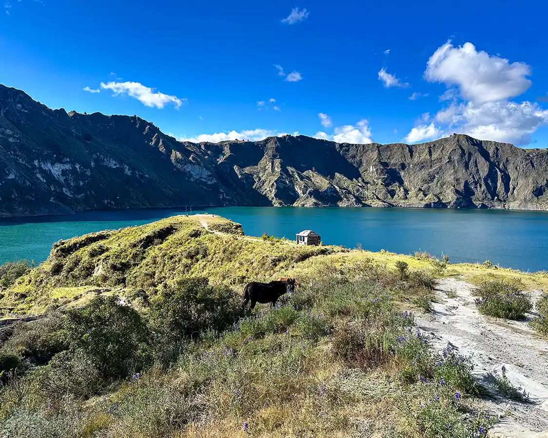 A cow and a small house sit beside the blue waters of the crater Lake Quilotoa in Ecuador
