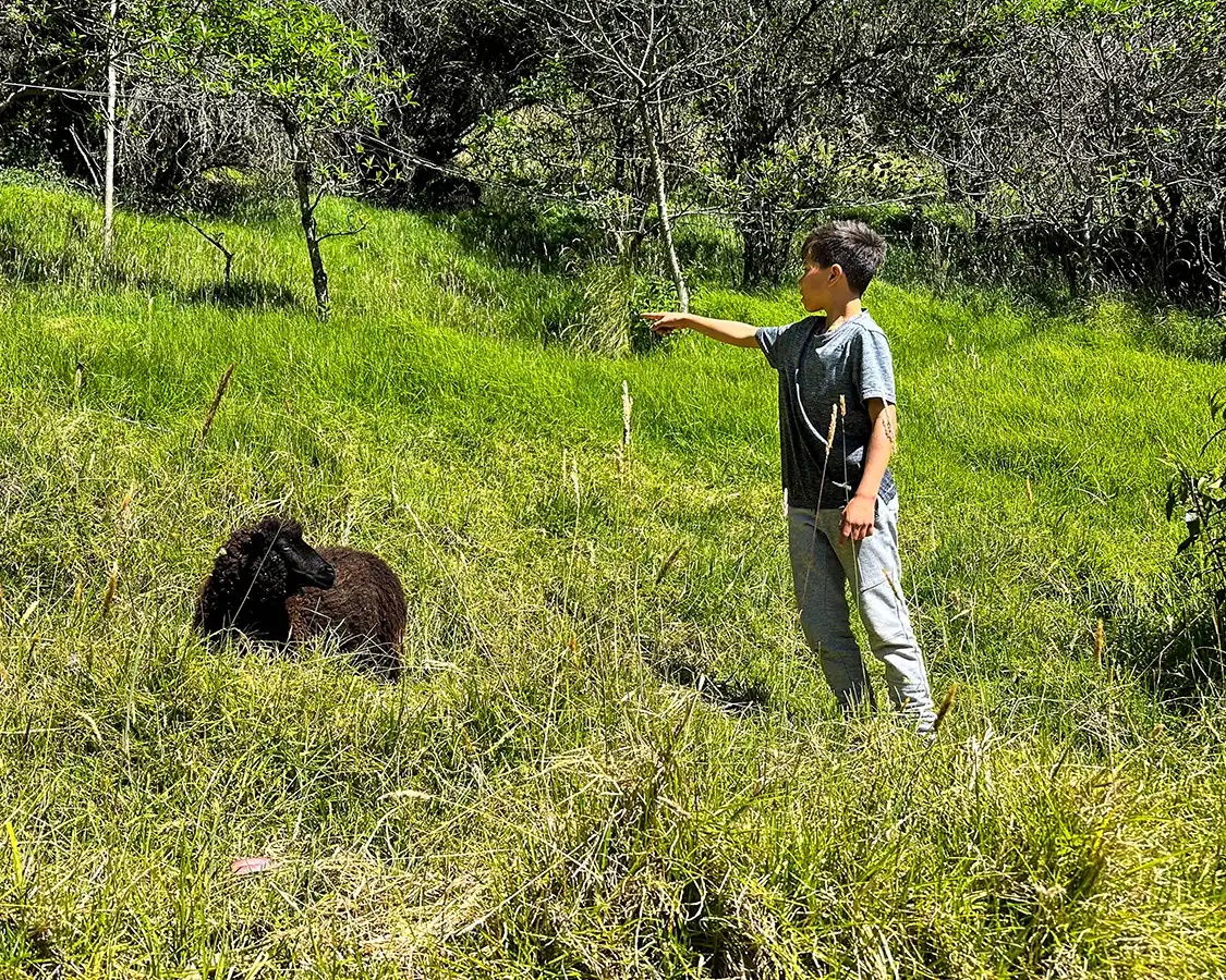 A young boy feeds a black sheep in Quilotoa, Ecuador