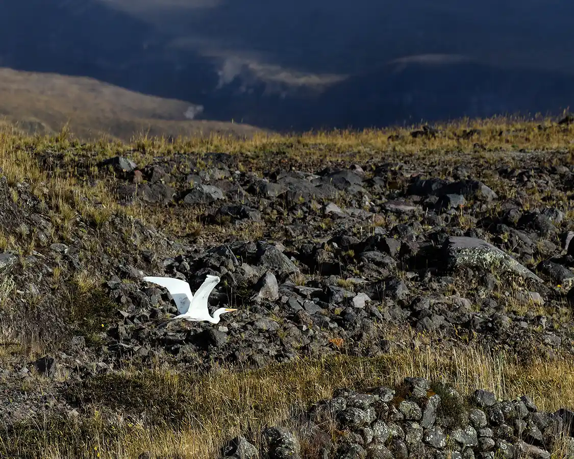 An white egret flying past black lava rocks in Cotopaxi National Park