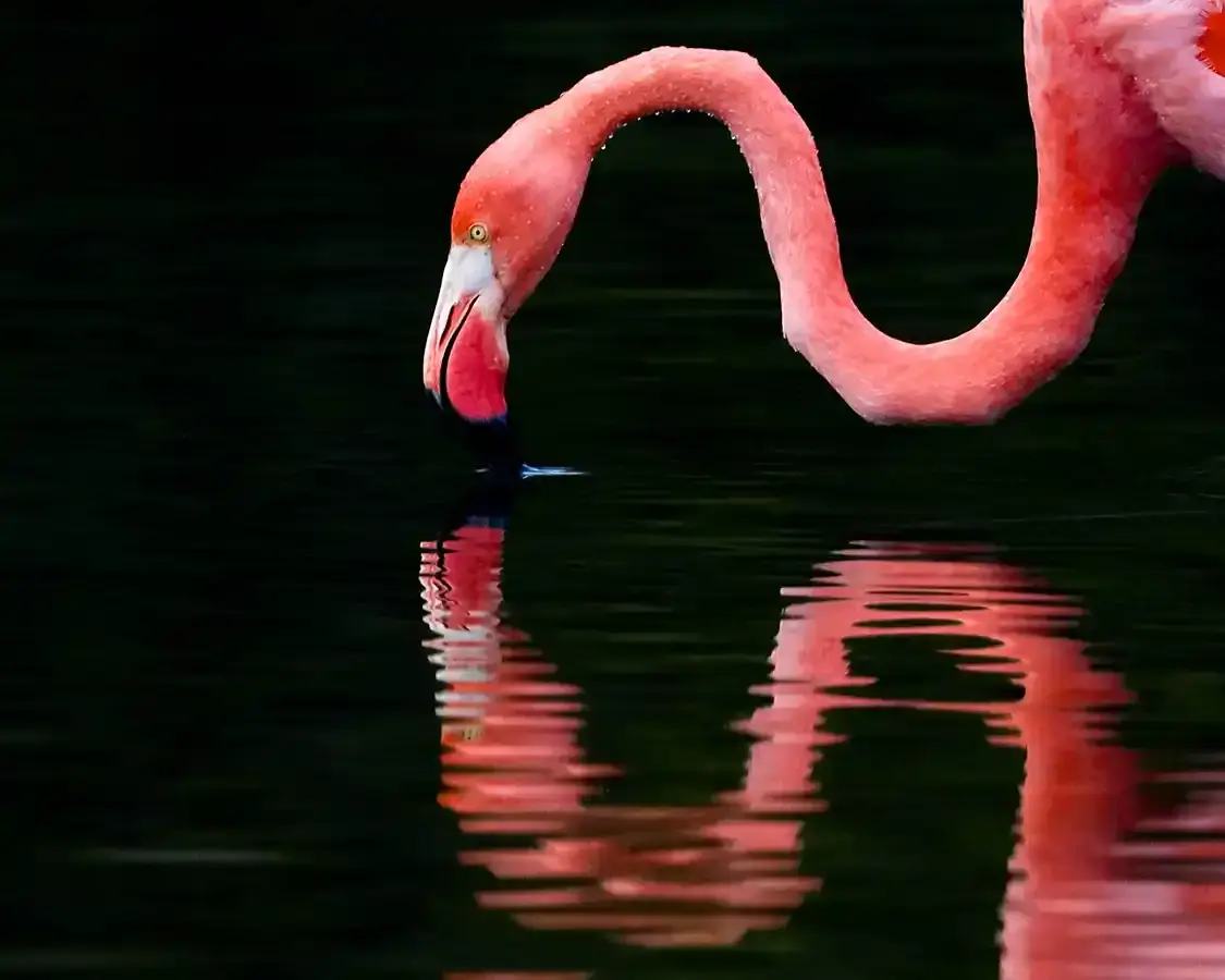 A flamingo strains the water for brine in the Galapagos Islands