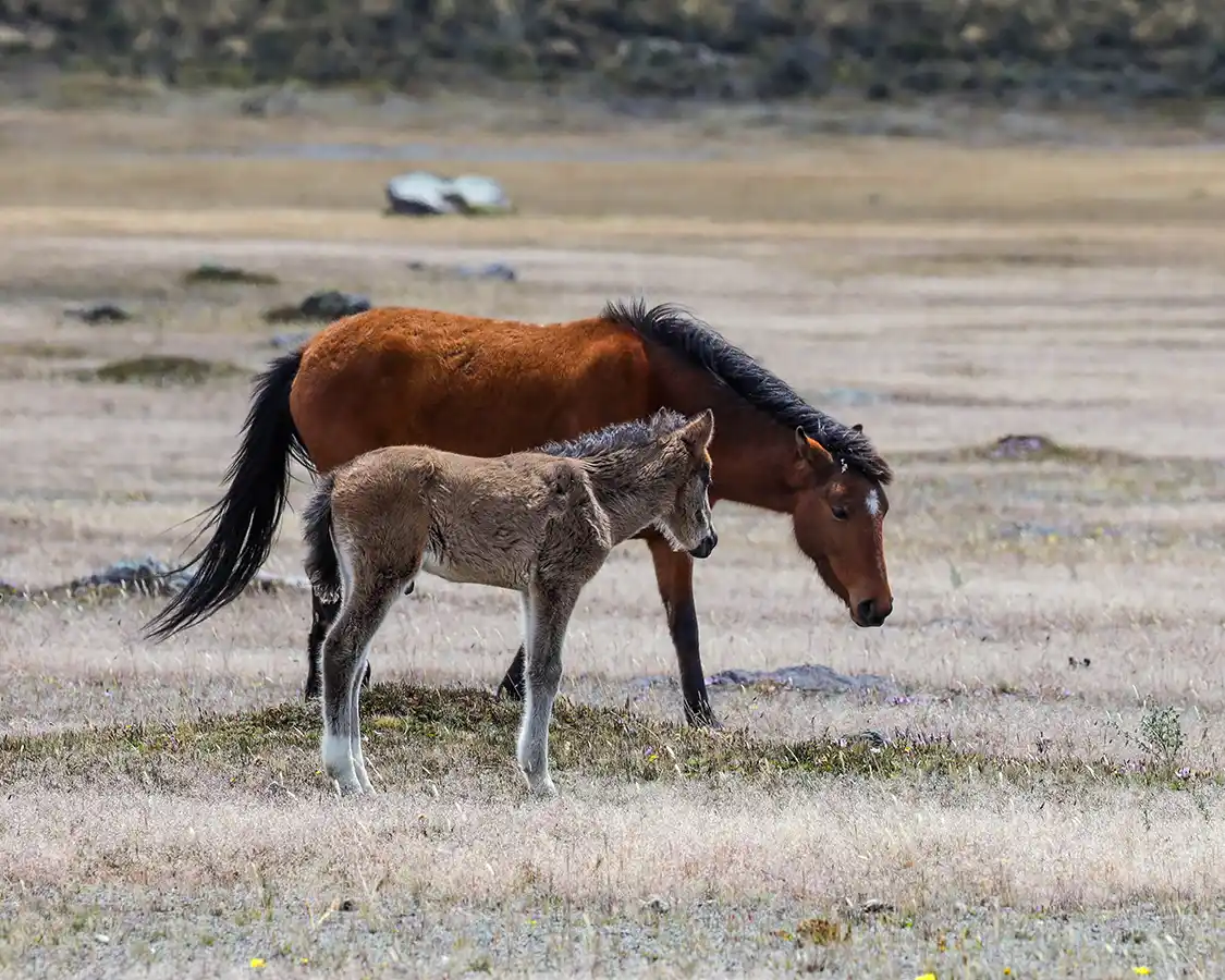 A wild mare and foal in Cotopaxi National Park
