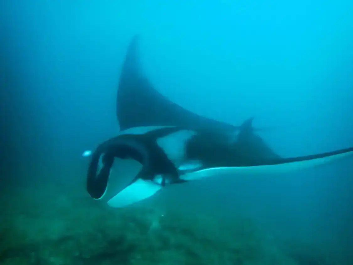 A Manta Ray swims gracefully through the murky waters of the Galapagos Islands
