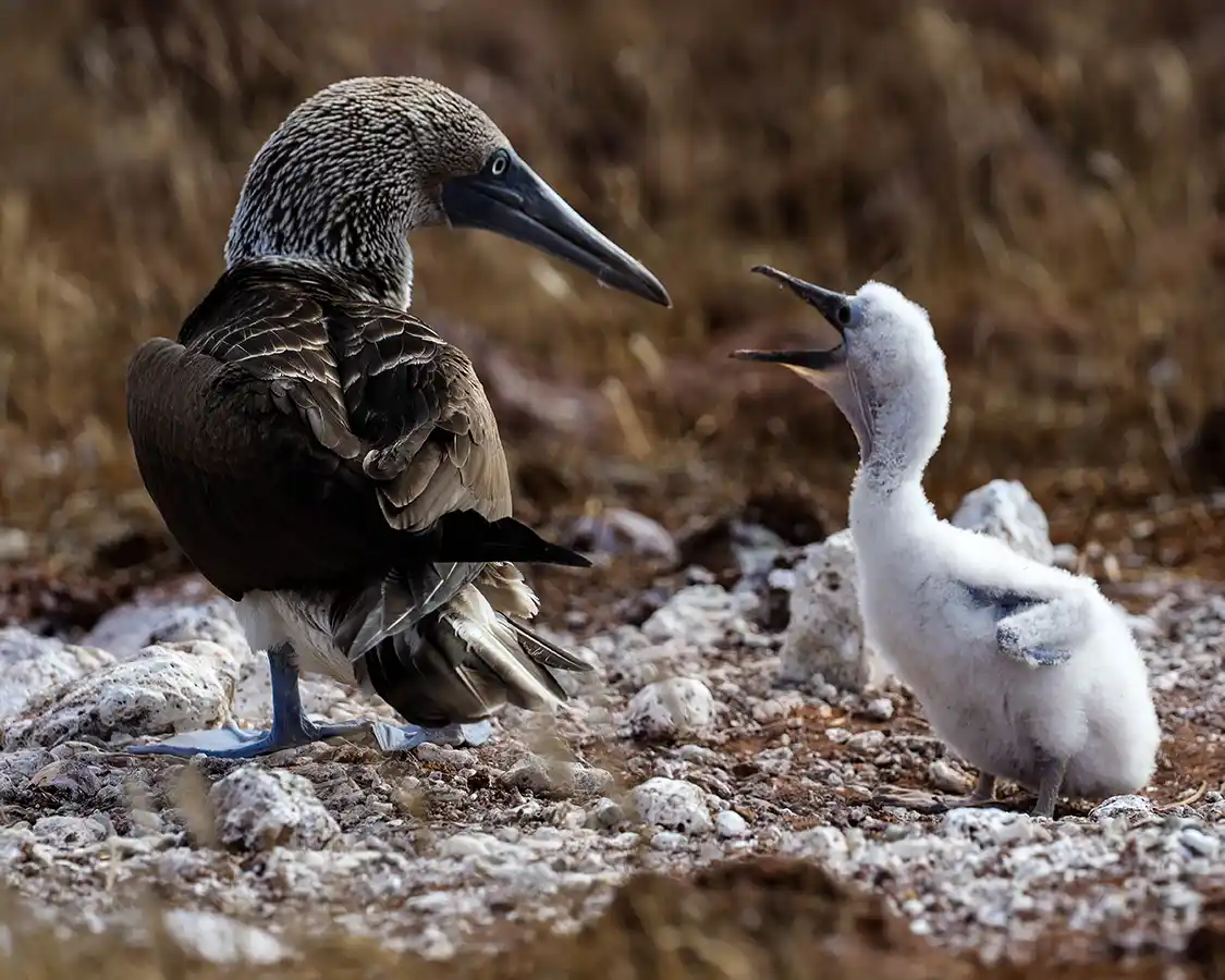 A mother and chick blue-footed boobies feeding