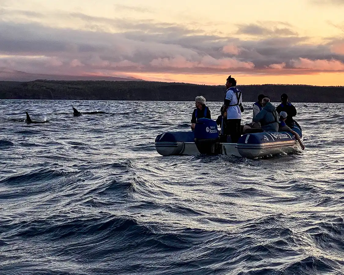 A family cruise through the Galapagos ISlands comes across orcas at sunset