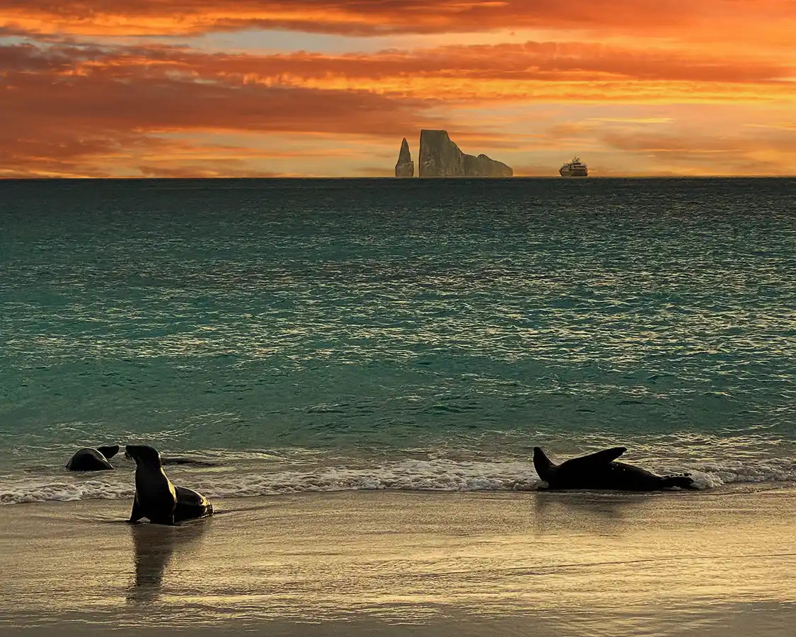 Two sea lions bask on a beach in the Galapagos Islands at sunset