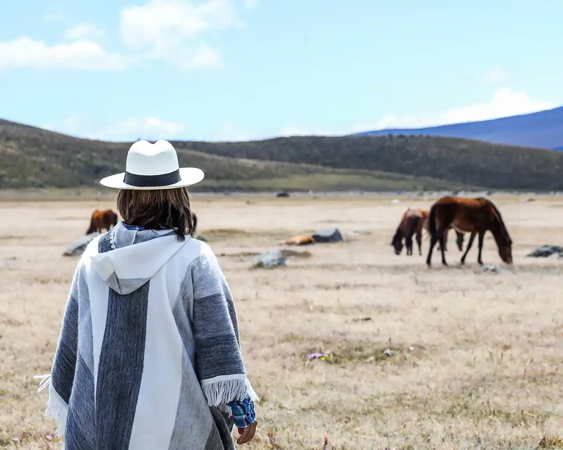 A woman looking at wild horses in a filed in Cotopaxi National Park