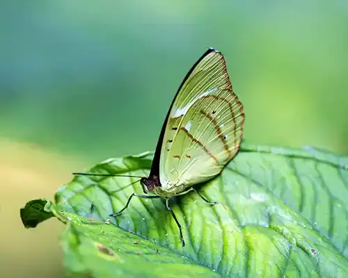 Butterfly on a leaf on a 1 day Limoncocha tour from Coca Ecuador