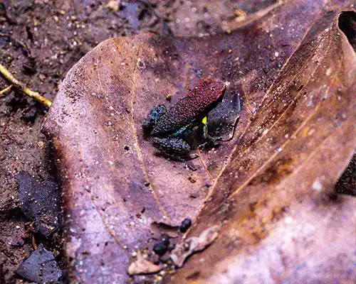 Poison dart frog on a leaf on a 3 day Amazon tour from Coca