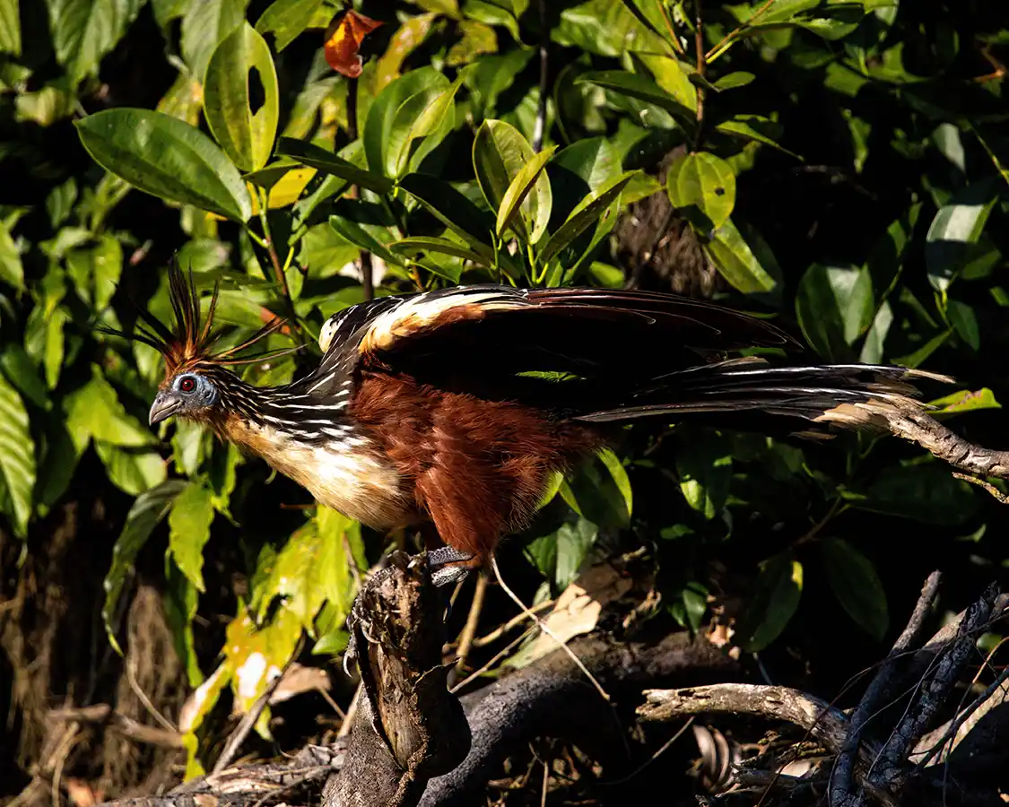 A Hoatzin bird also known as a Stinky Chicken