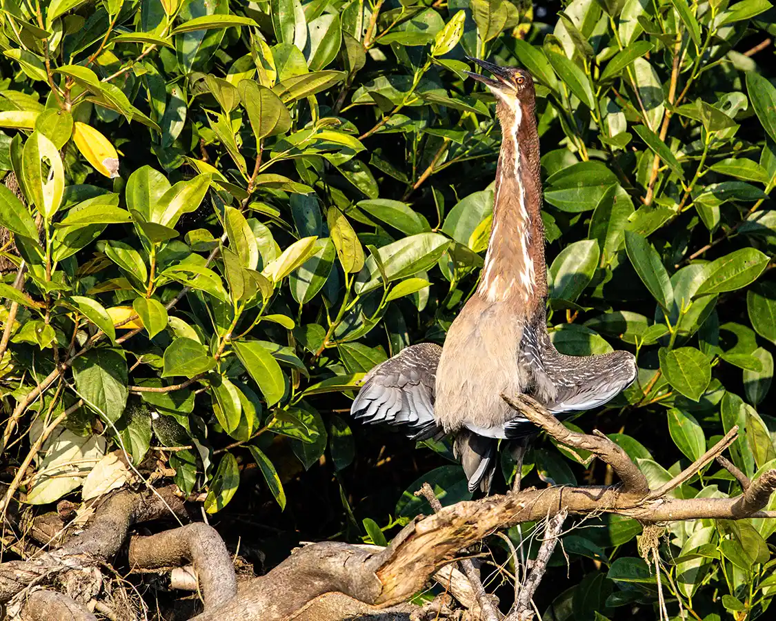 A Tiger Heron basks in the sun on the edge of Garzacocha Lagoon near La Selva Lodge