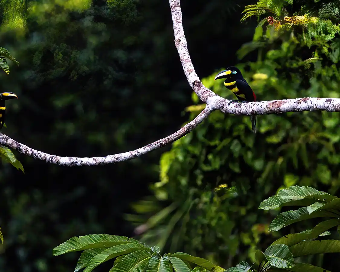 A colorful toucan sits on a branch in the Amazon rainforest