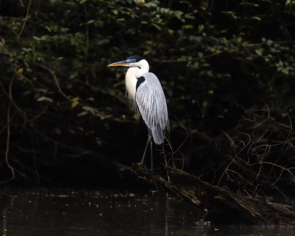 A heron lit by the sun in Garzacocha Lagoon near La Selva Eco Lodge