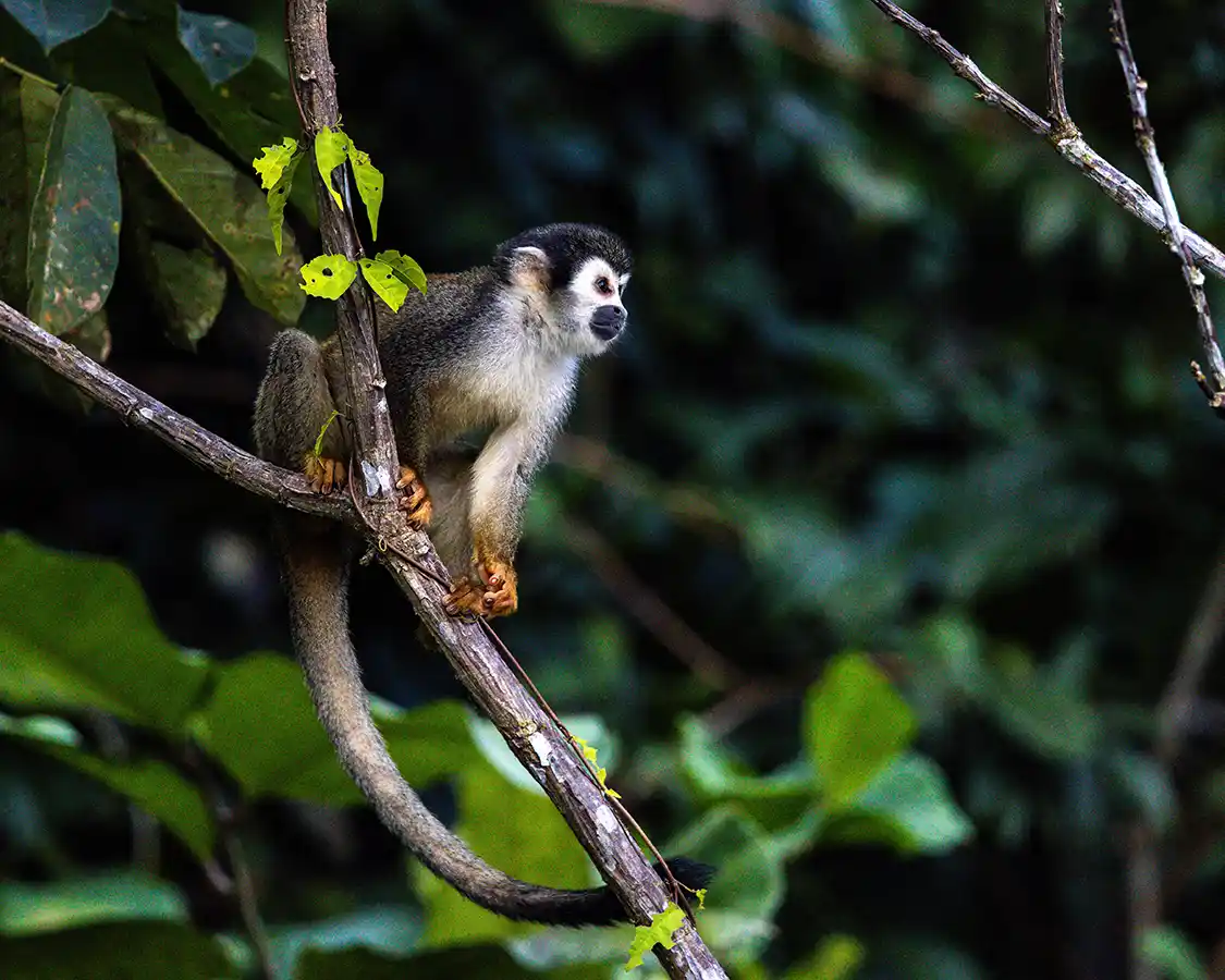 Capuchin Monkey in the Amazon Rainforest