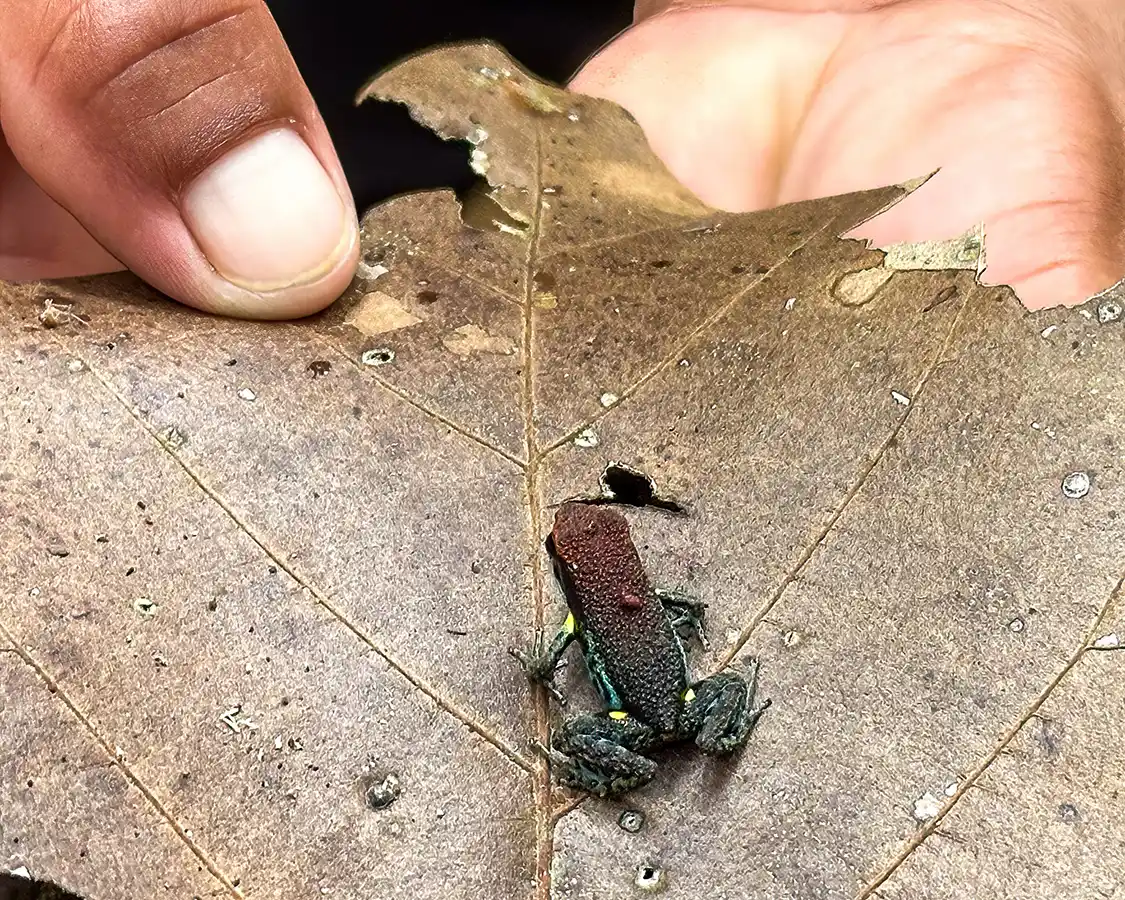 The hands of an Indigenous guide hold up a leaf with a poison dart frog in the Amazon Rainforest