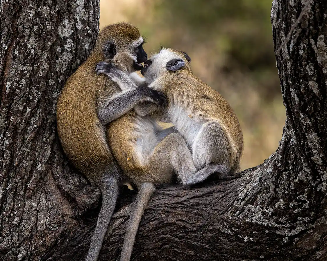 A family of monkeys on safari in Tanzania