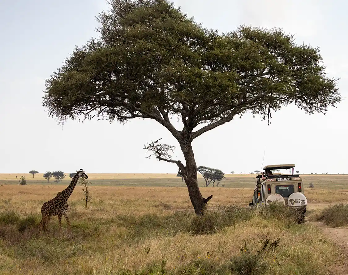 A family on safari in Tanzania photographs a giraffe