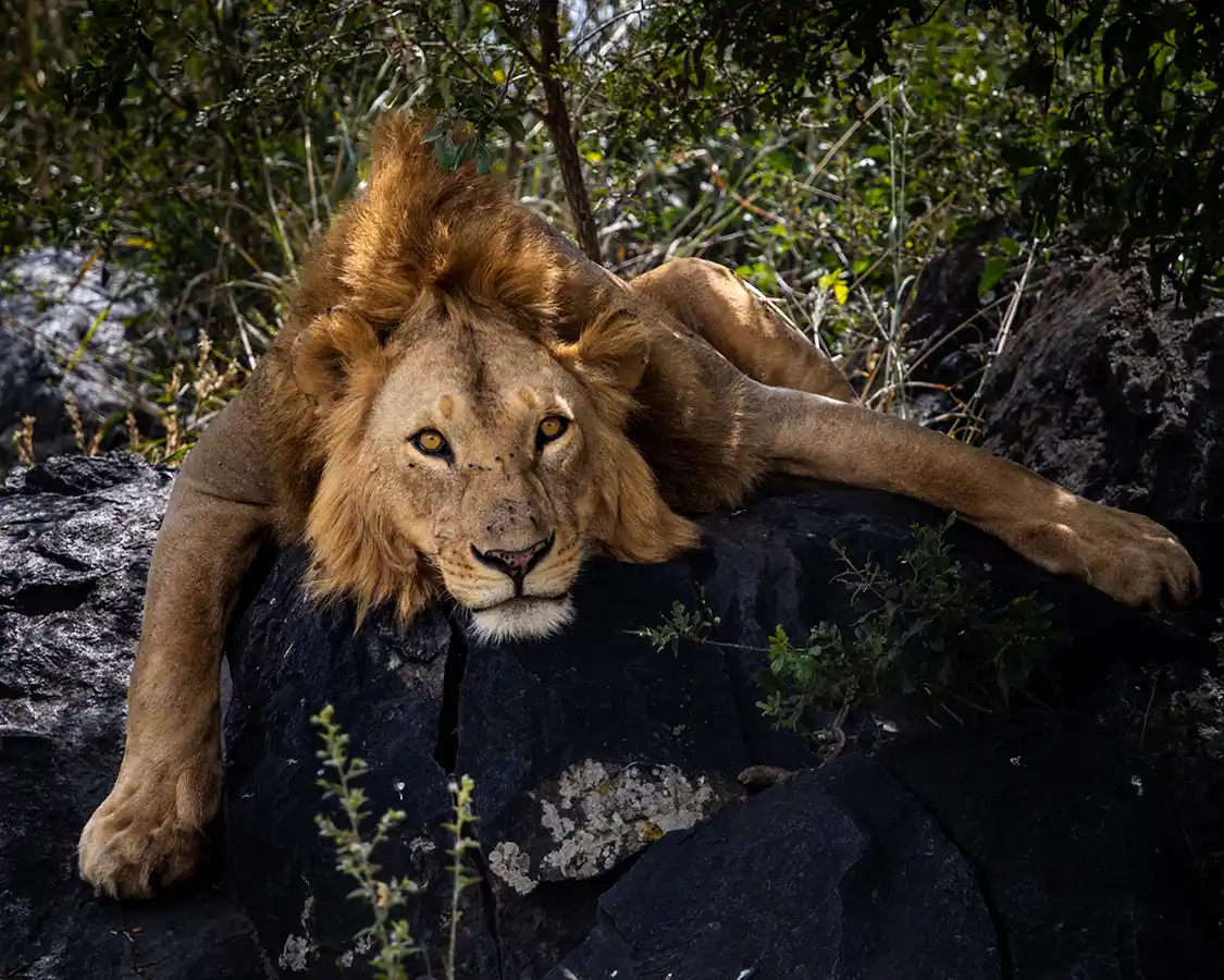 A lion looks at the camera while resting on a rock in Serengeti National Park Tanzania