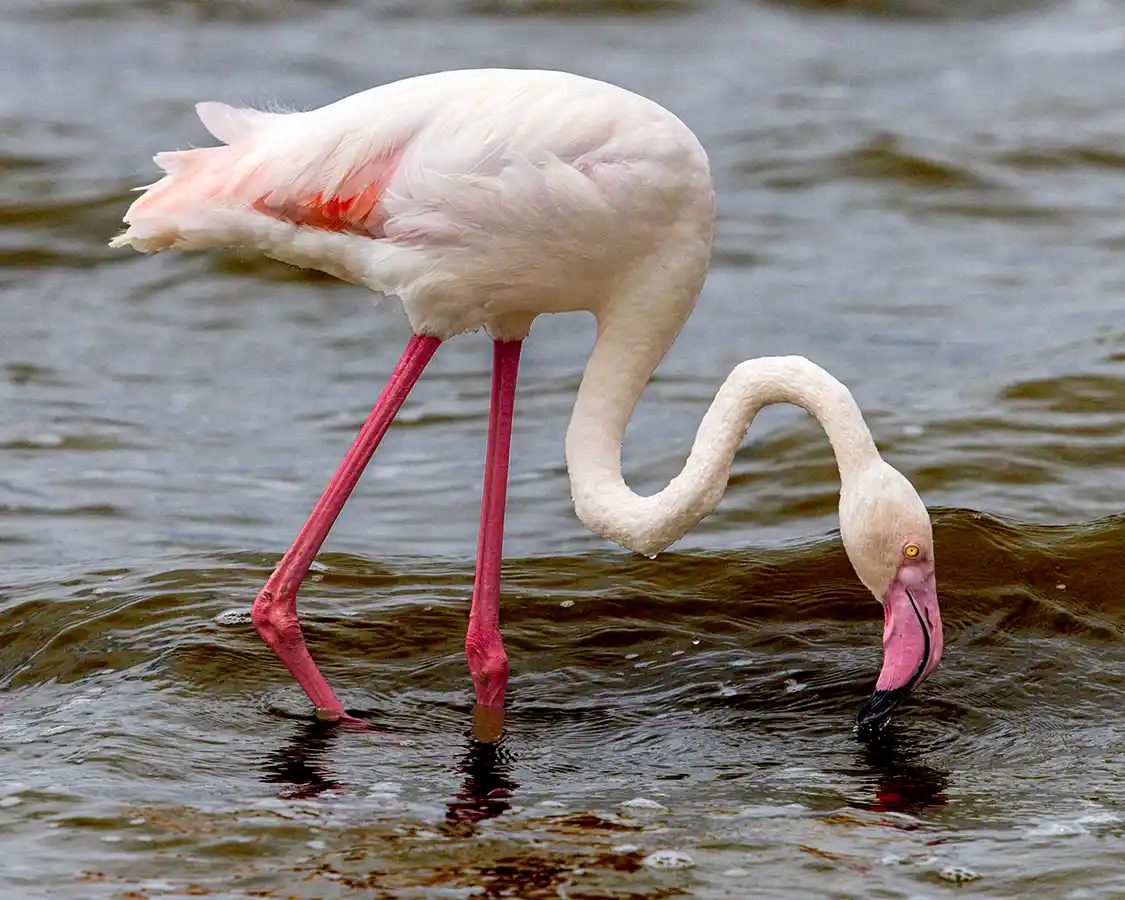 A pink flamingo skims the water in Ngorongoro Crater