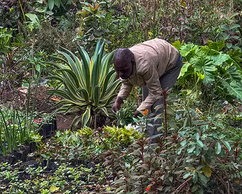 Arusha Walking City Tour