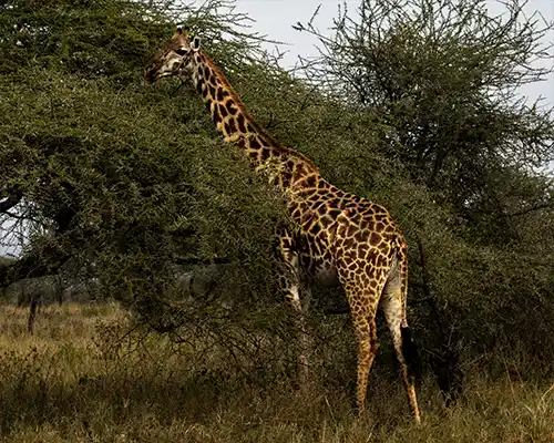 Arusha Walking Tour with Giraffes