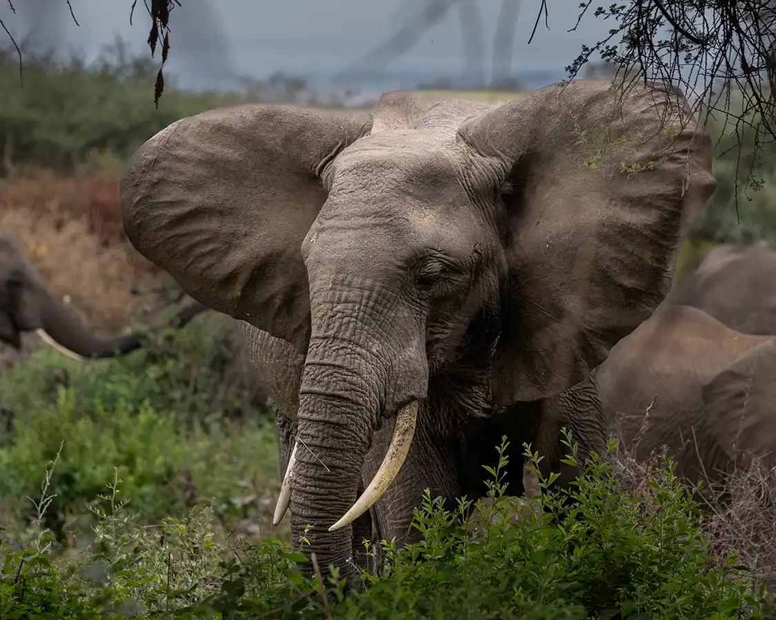 Elephant in Lake Manyara National Park