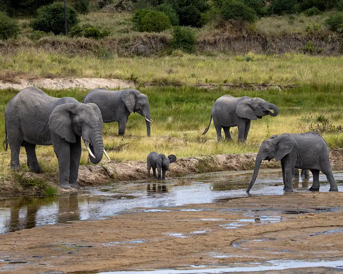 Elephants by a river in Tarangire National Park