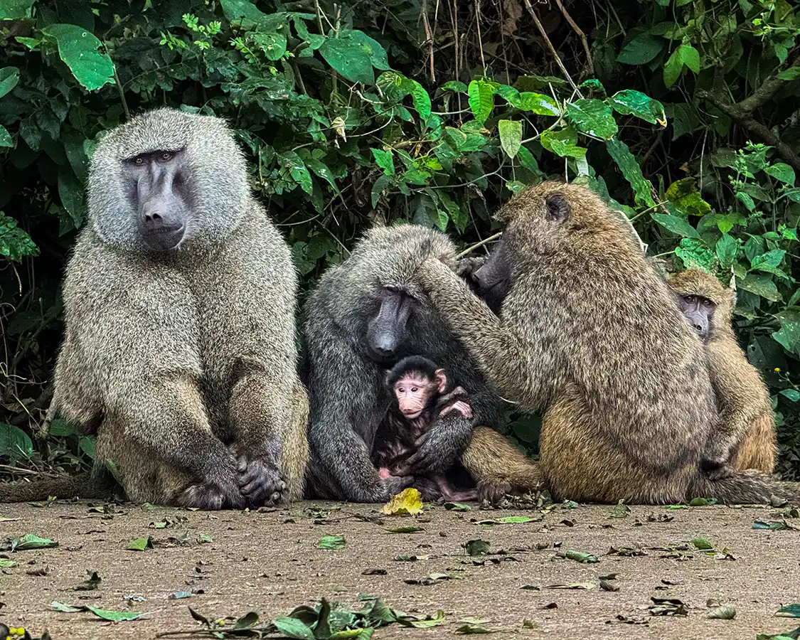 Family of baboons at the entrance to Serengeti National Park