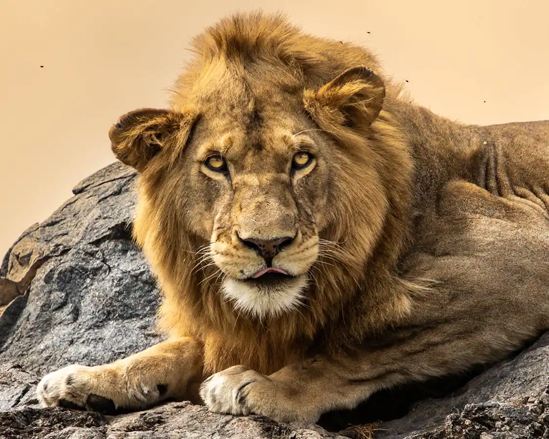 Lion at Sunrise in Serengeti National Park Tanzania