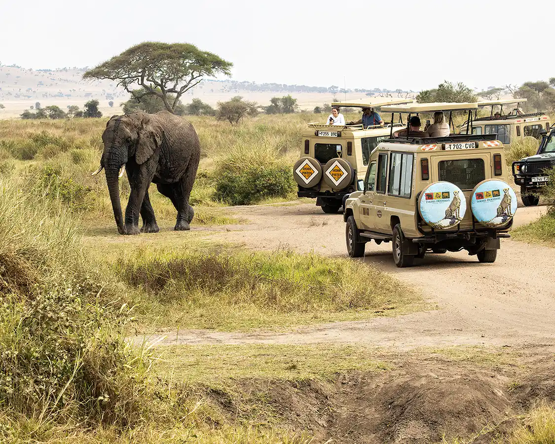 Safari trucks with elephant in Serengeti National Park