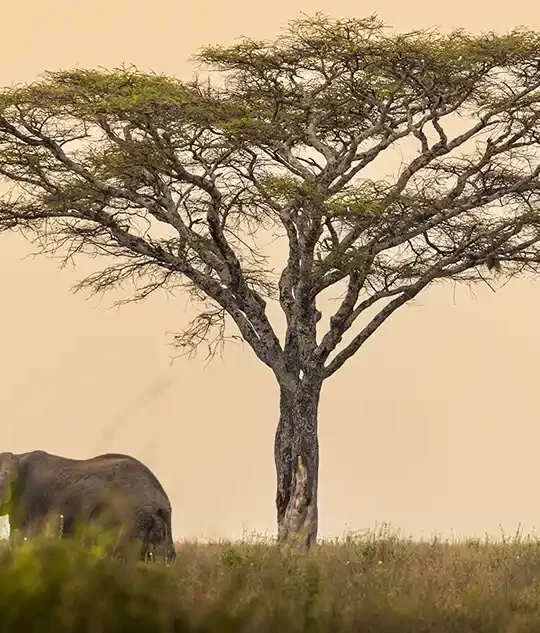 Tanzania Northern Circuit Itinerary for Families Twitter