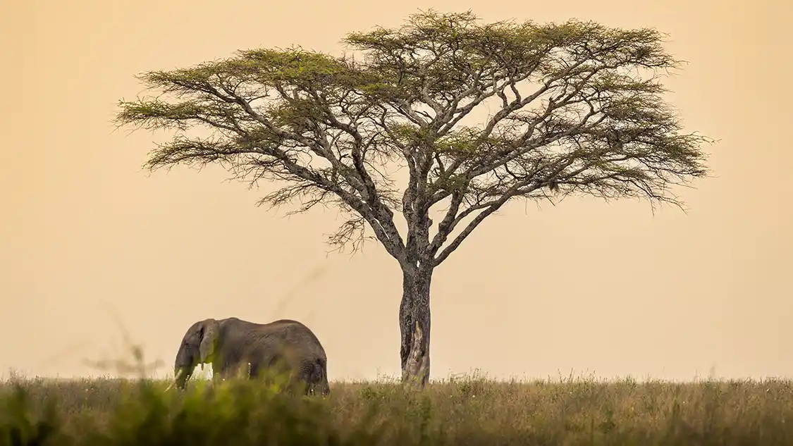 Tanzania Northern Circuit Itinerary for Families Twitter