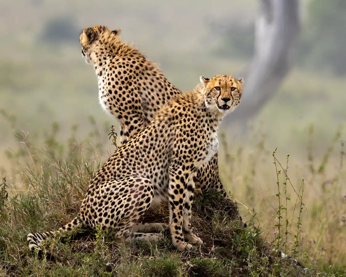 Two cheetahs in Serengeti National Park