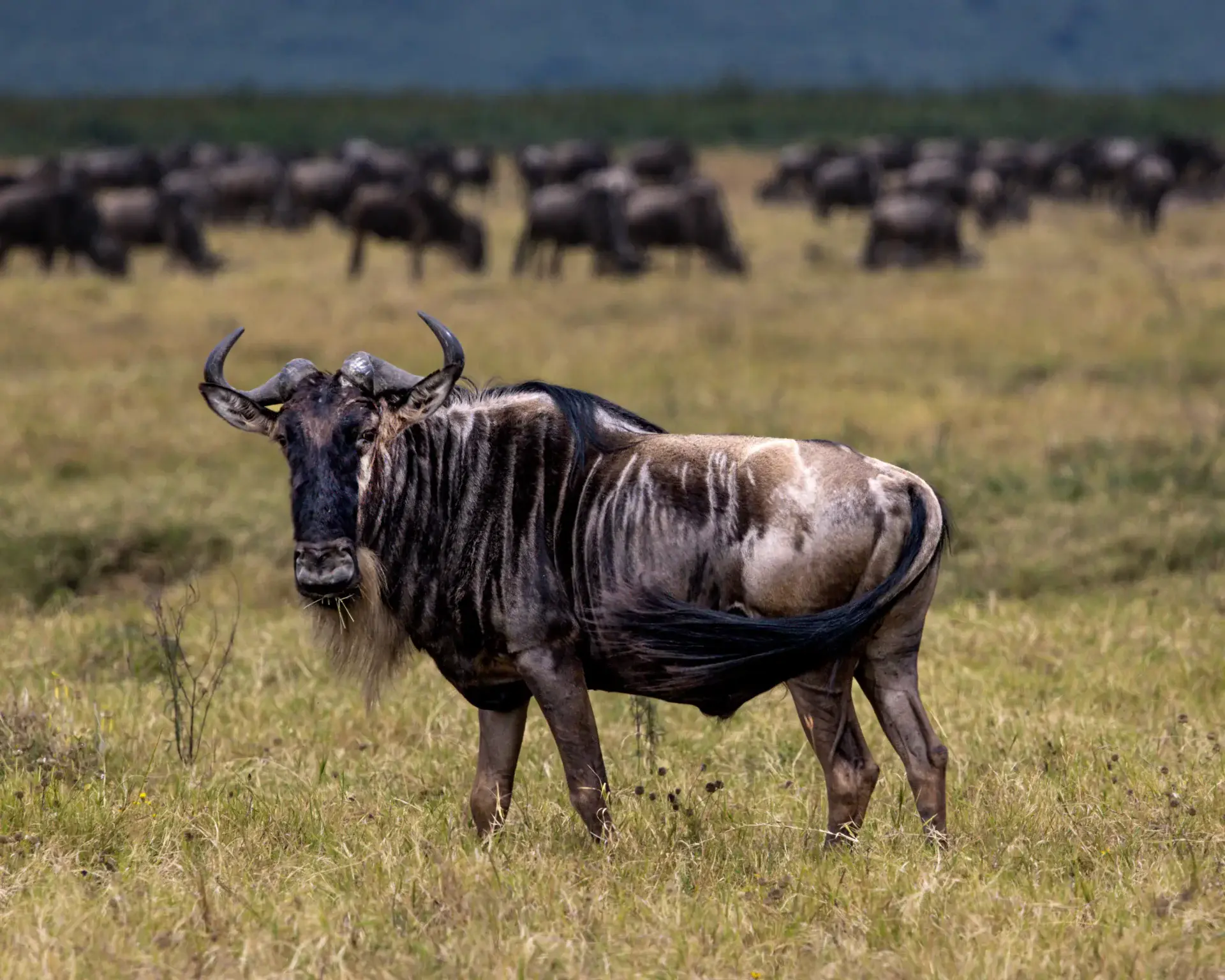Wildebeest in Ngorongoro Crater Conservation Area