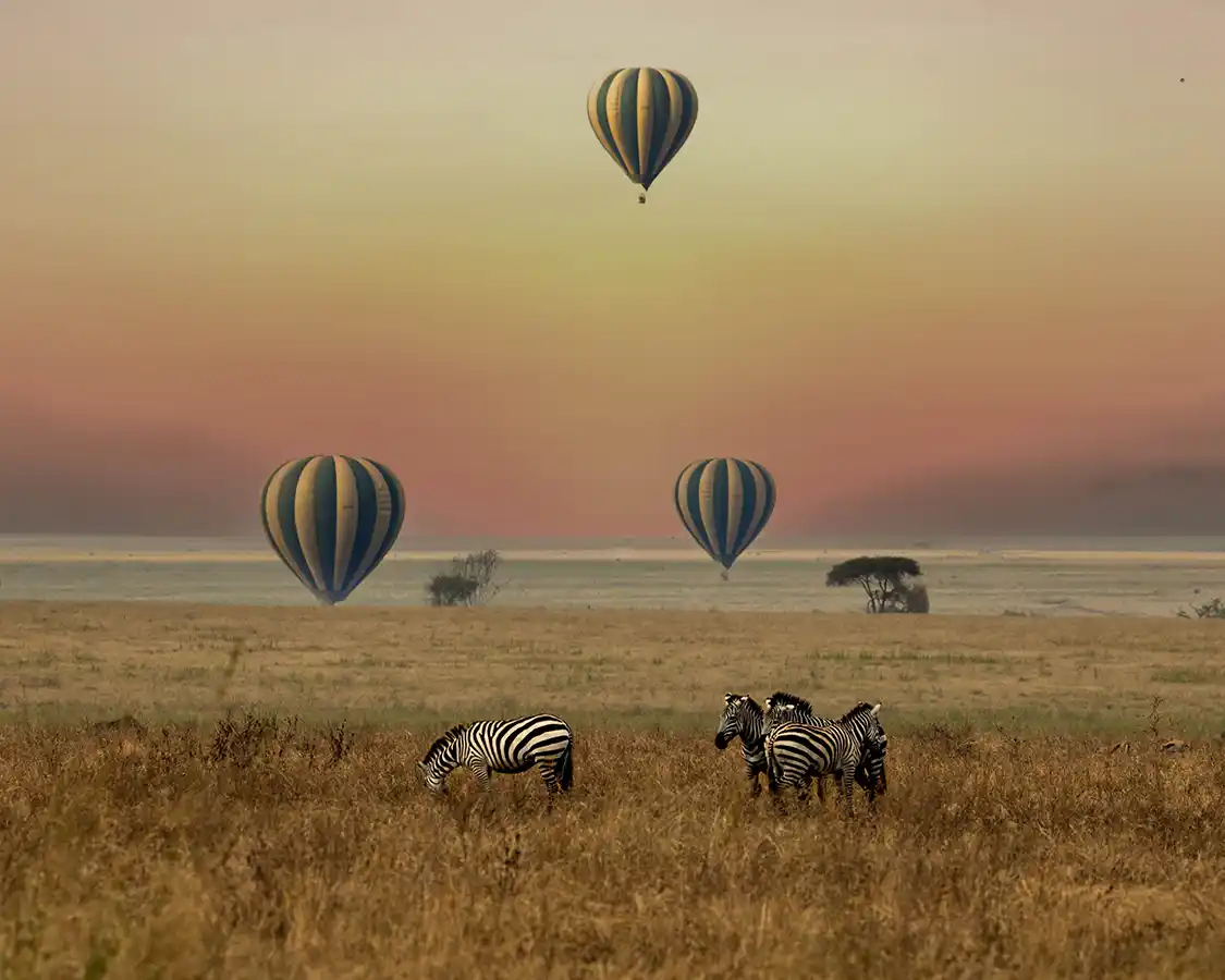Zebras and hot air balloons in Serengeti National Park at sunrise