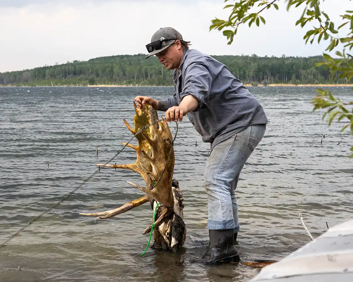 kahniyasihk Culture Camp traditional moose skinning