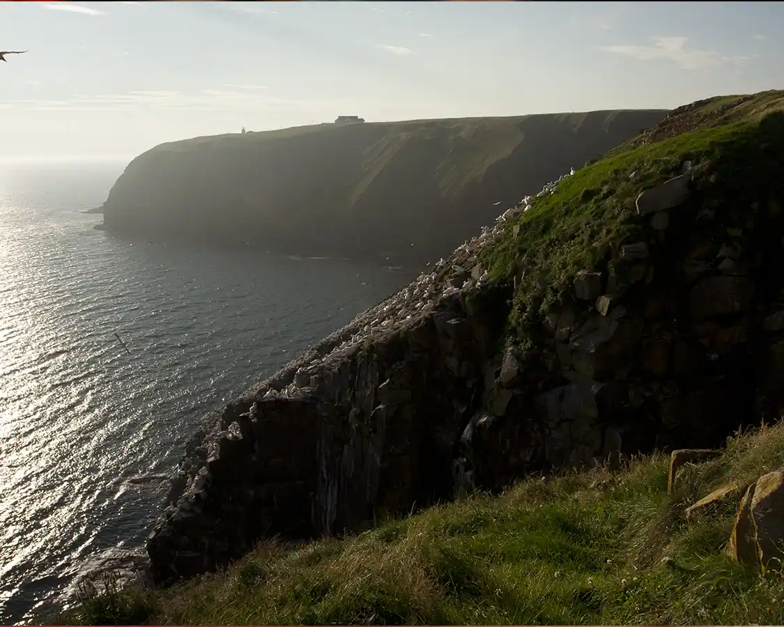 Birds dot the towering cliffs of the Avalon Peninsula near St. Johns Newfoundland