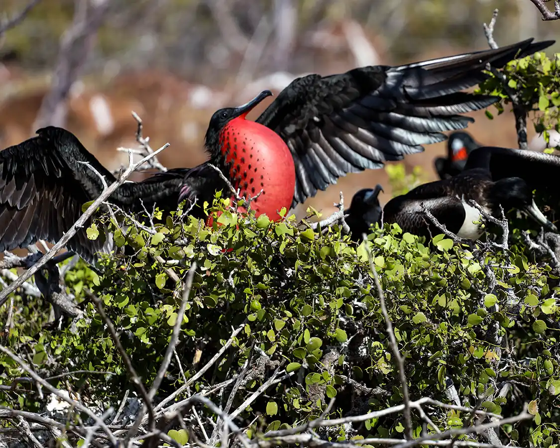 Frigatebird puffing its red chest in the Galapagos Islands