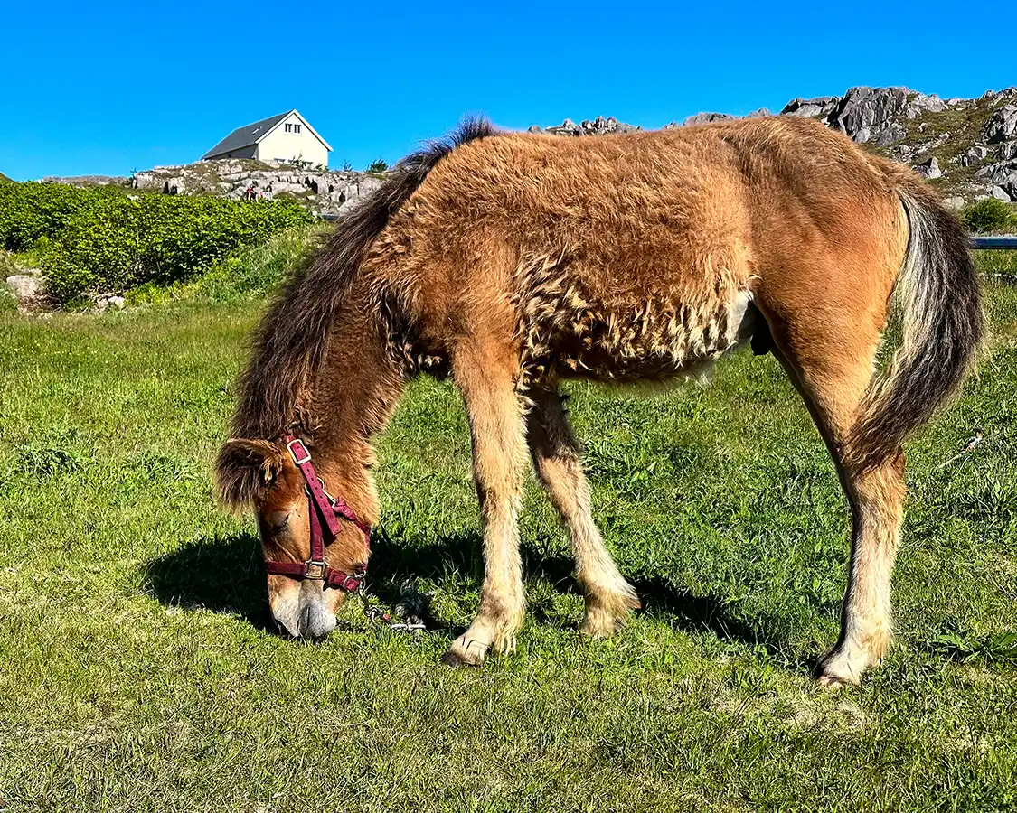 Horse grazing in a rocky field in St. Pierre France near the coast of Newfoundland