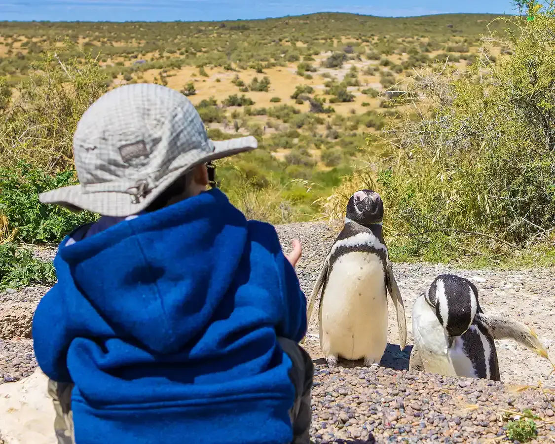 A boy pauses to look at penguins while hiking in Argentinean Patagonia