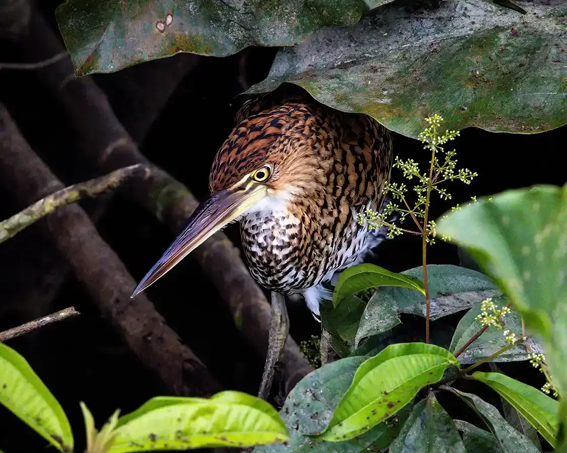 A heron blends into the foliage of the Ecuadorian Amazon