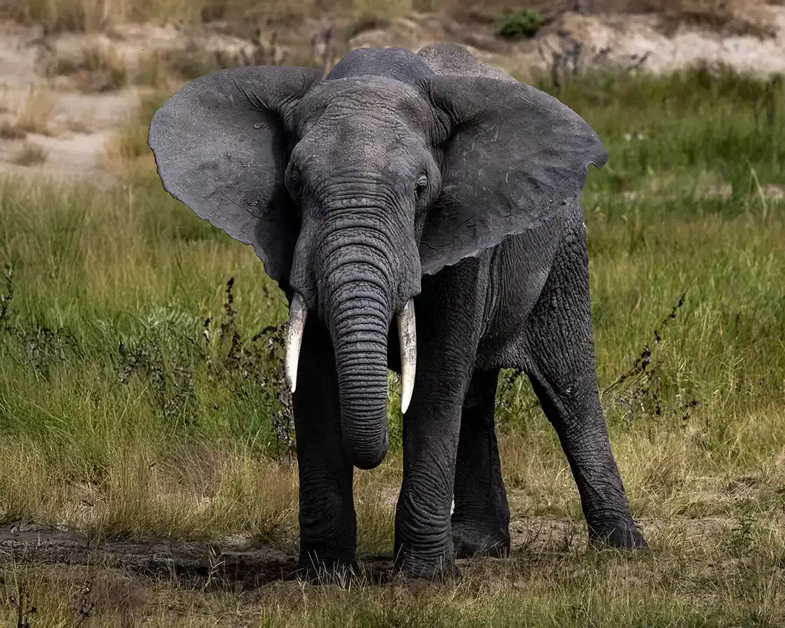 Elephant on a safari hike in Tanzania
