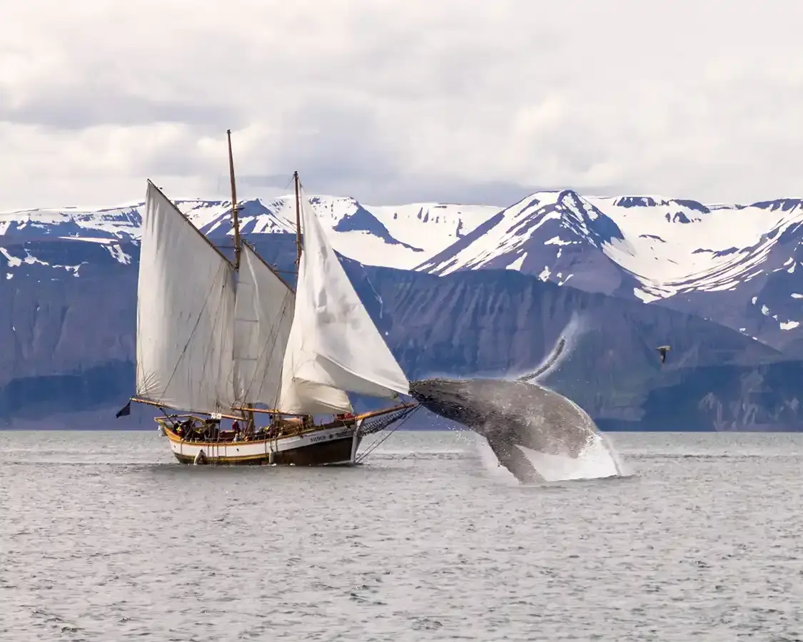 Humpback whale breaches next to a schooner in Husavik Iceland