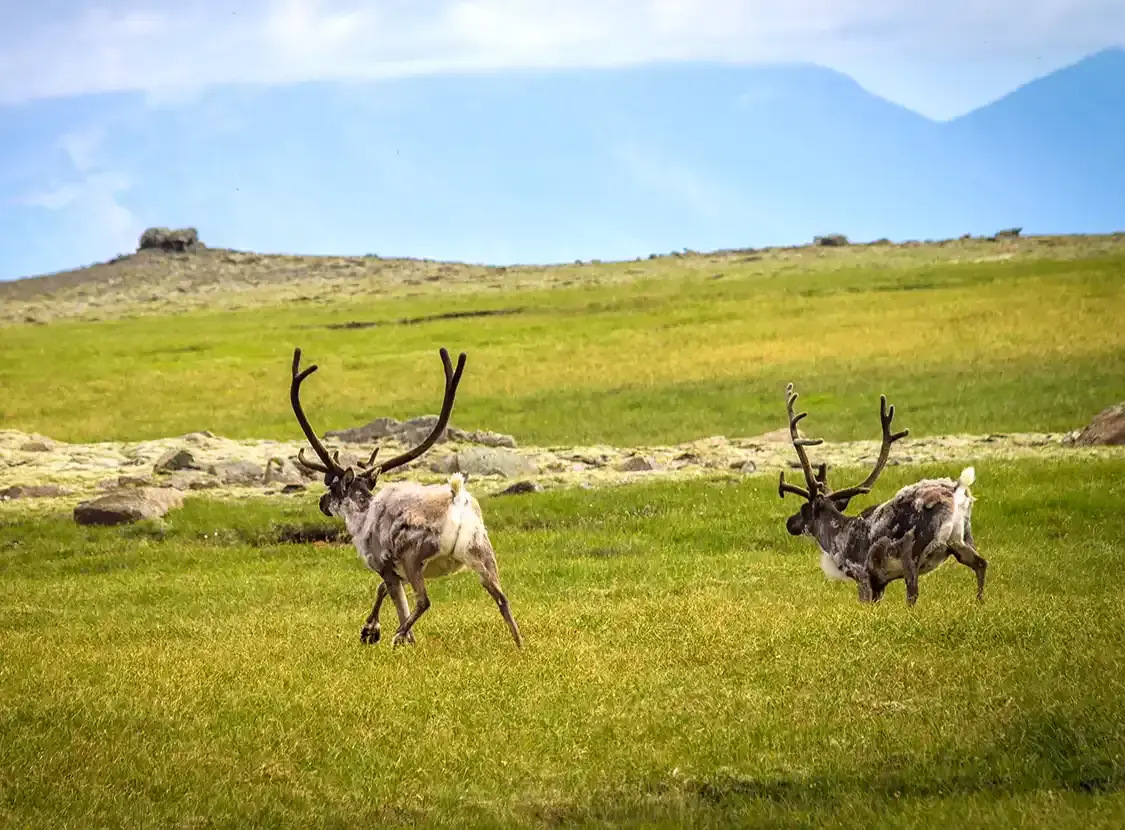 Reindeer race across the tundra in Iceland