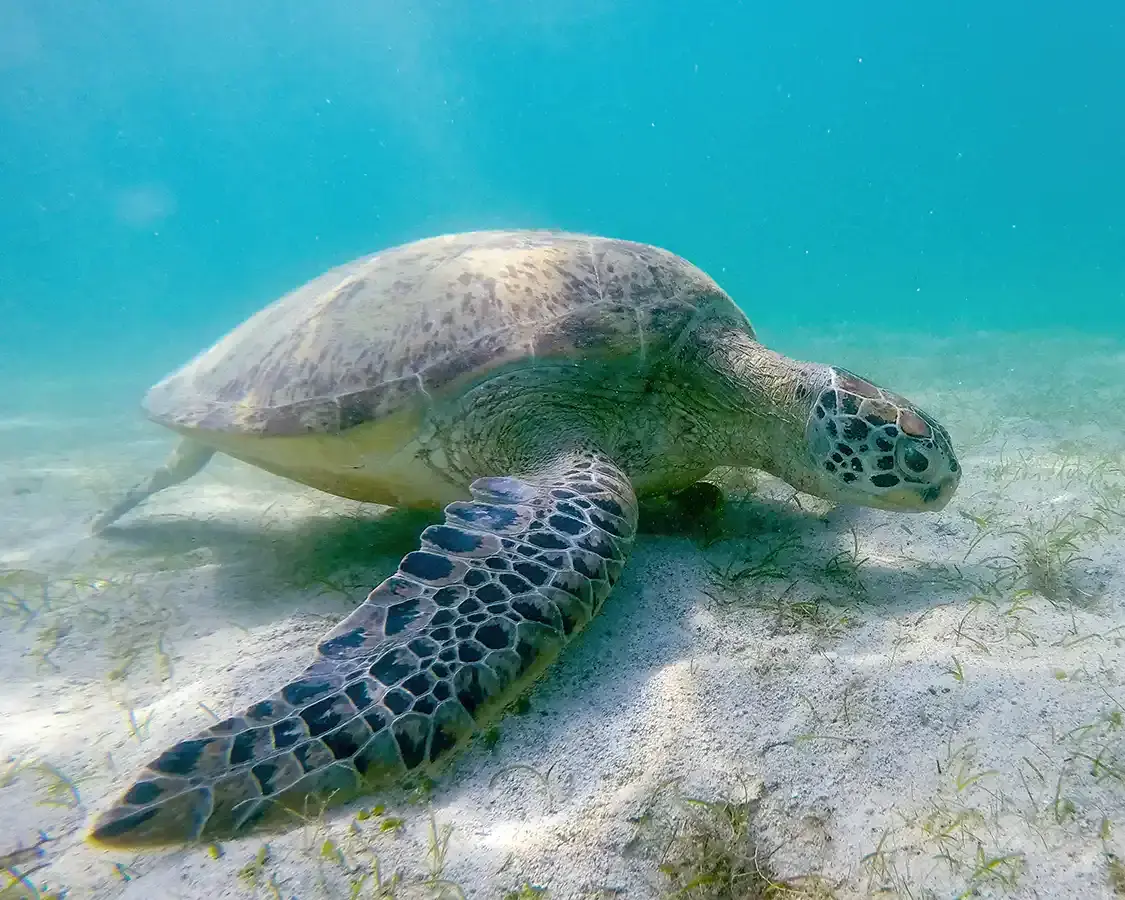 Sea turtle swimming in the Philippines