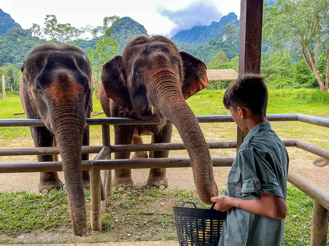 A boy feeds an elephant at Elephant Hills Sanctuary in Surat Thani Thailand