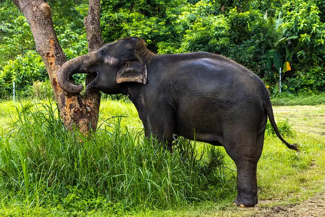 Elephant Scratching against a tree at Samui Elephant Sanctuary