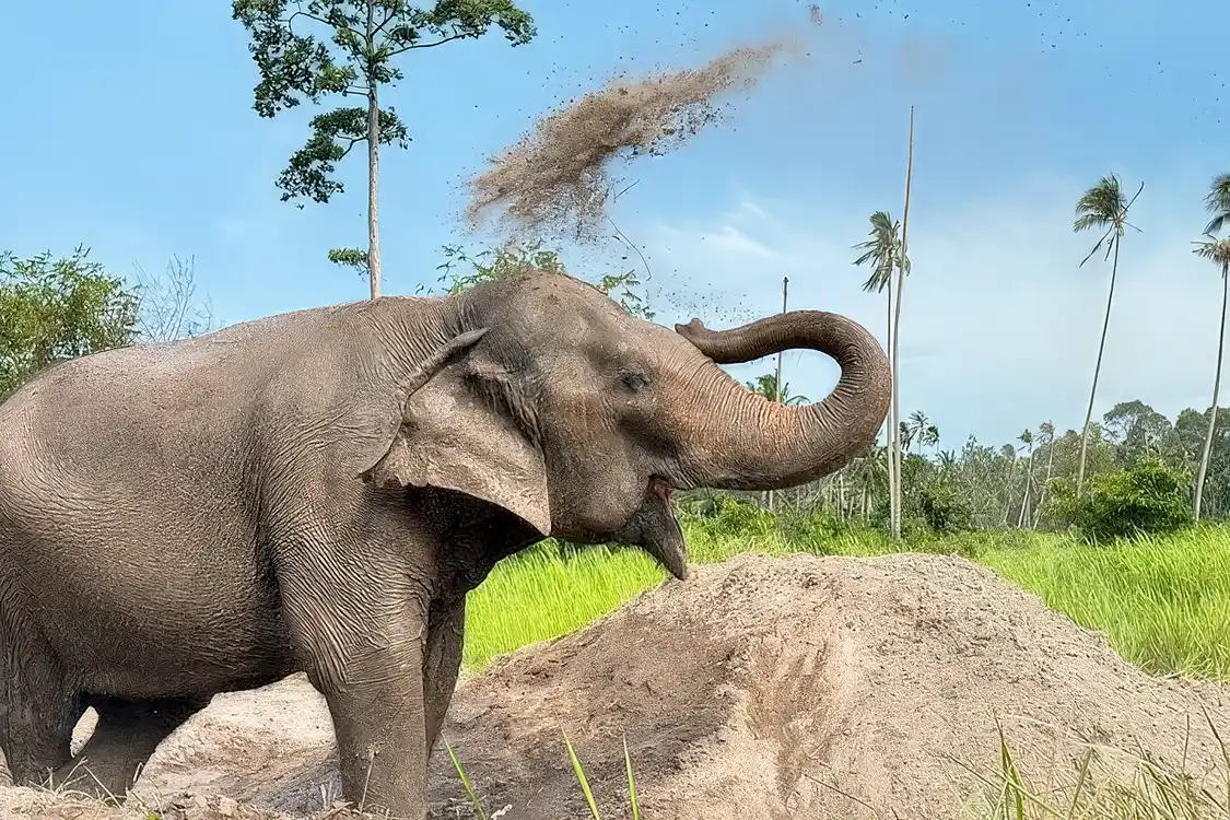 Elephant throwing dirt onto its back at Samui Elephant Home in Koh Samui